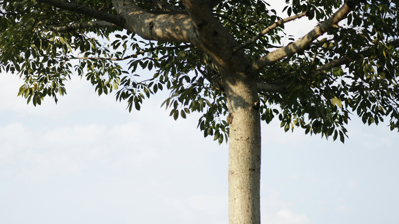 Tasyyblack everything about you need to know