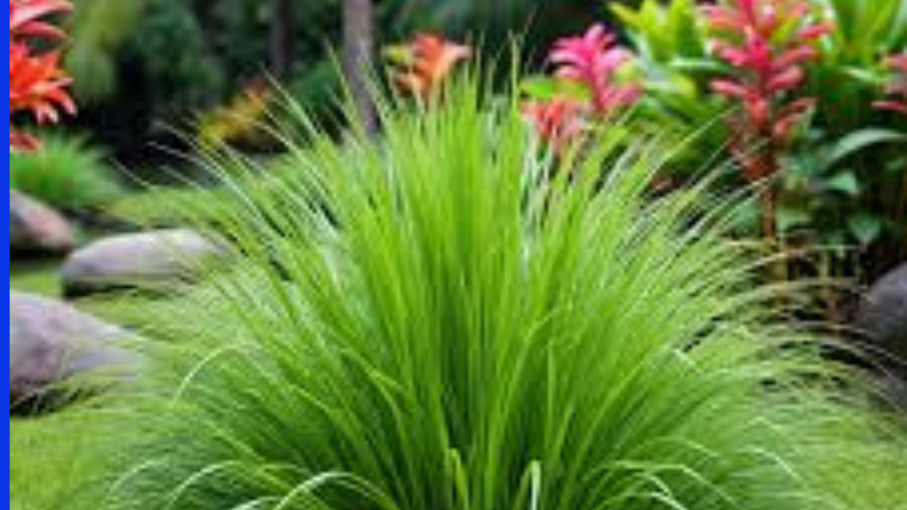 Your Ultimate Guide to Lyposingrass: Benefits and Uses