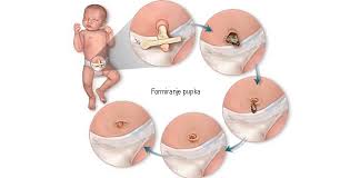 A Comprehensive Guide to Understanding gastroshiza