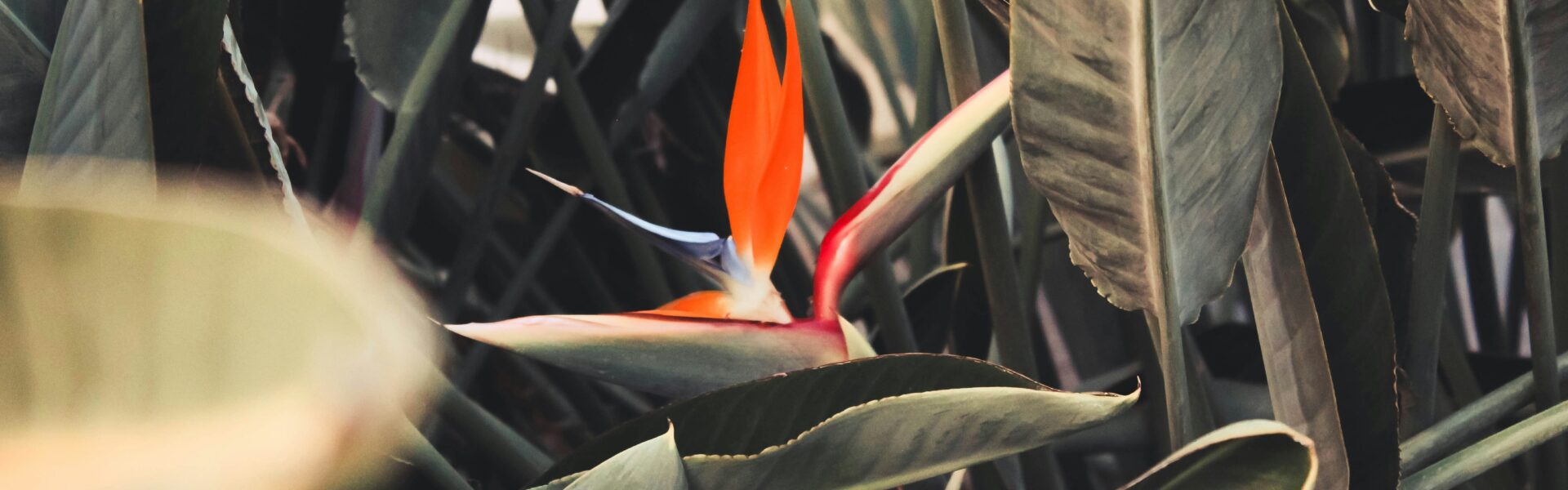 A Comprehensive Guide to Growing Koriandri in Your Garden