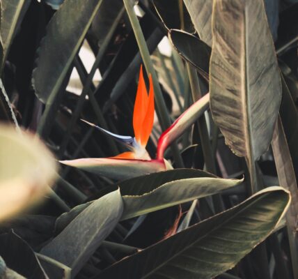 A Comprehensive Guide to Growing Koriandri in Your Garden