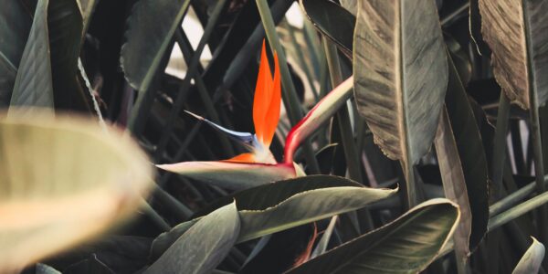 A Comprehensive Guide to Growing Koriandri in Your Garden