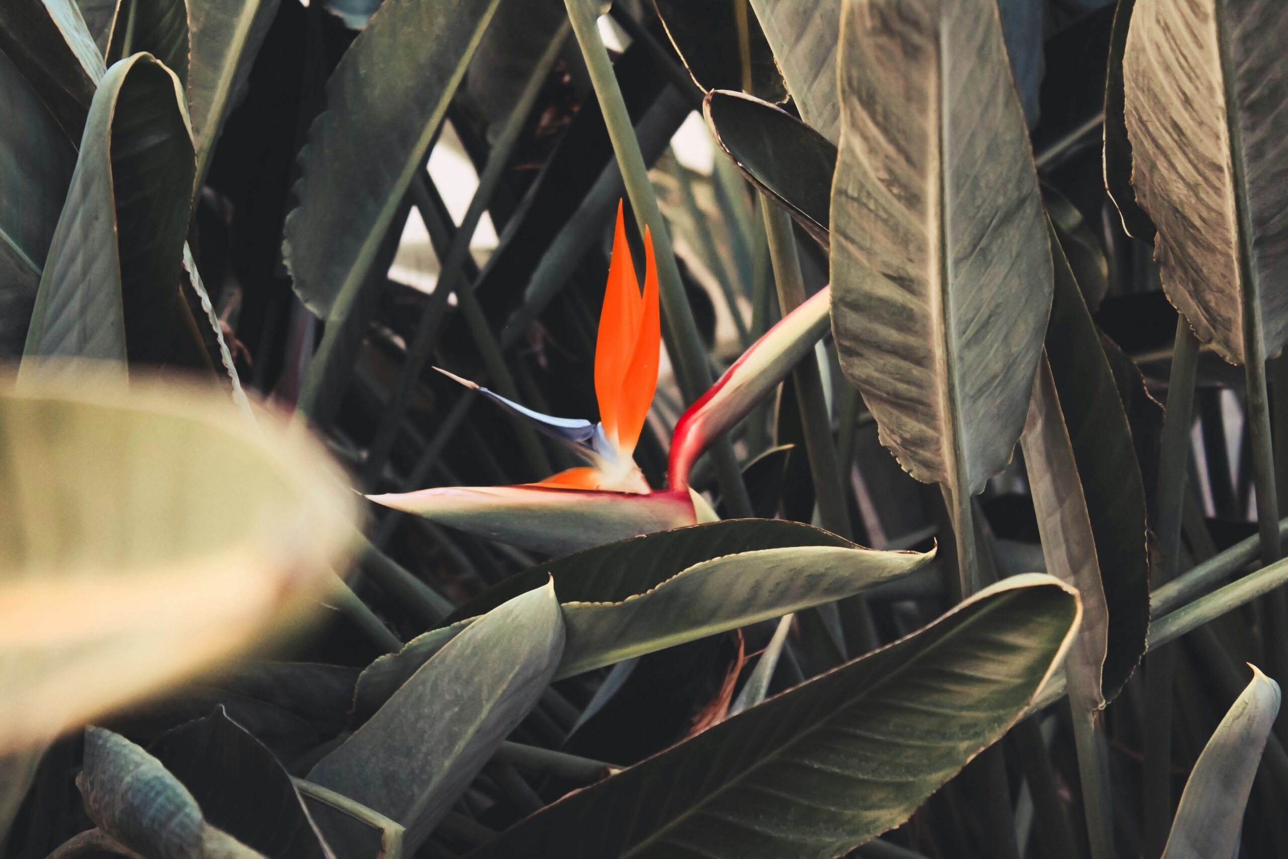 A Comprehensive Guide to Growing Koriandri in Your Garden